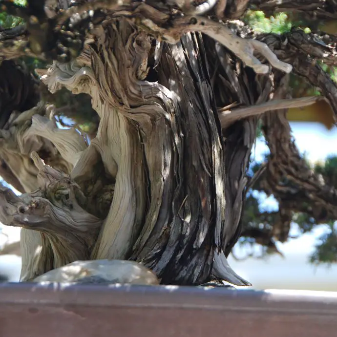 Choosing the Perfect Juniper for Bonsai A Complete Guide