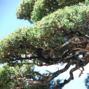 Needle juniper branching