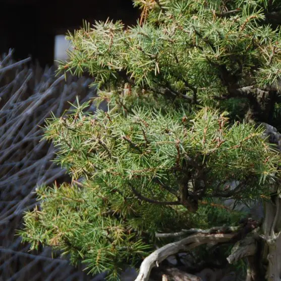 Choosing the Perfect Juniper for Bonsai A Complete Guide
