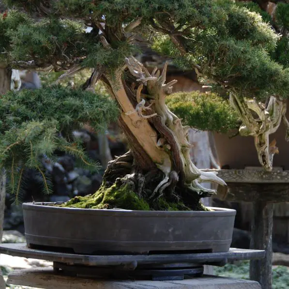 Juniper Bonsai Watering Management Everything You Need to Know