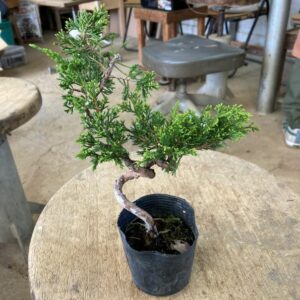 Nursery stock Shimpaku juniper