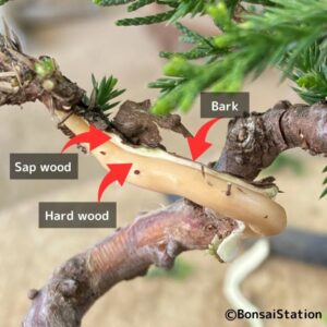 Peeling sapwood (creating deadwood)