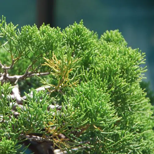 Choosing the Perfect Juniper for Bonsai A Complete Guide