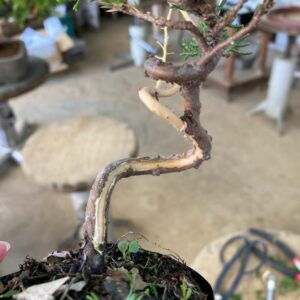 Shari bonsai