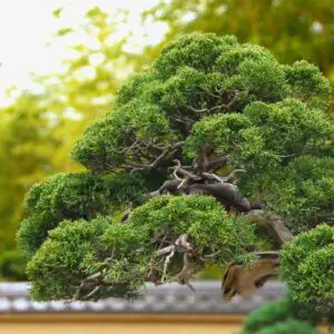 Shimpaku juniper branching