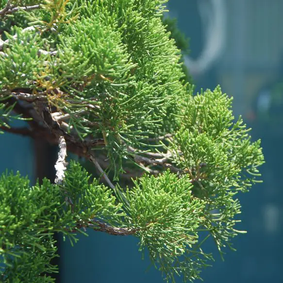 Juniper Bonsai Watering Management Everything You Need to Know