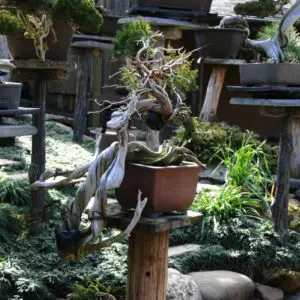 Tanuki bonsai