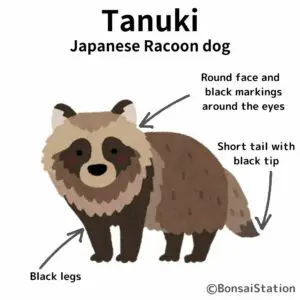 Tanuki racoon dog