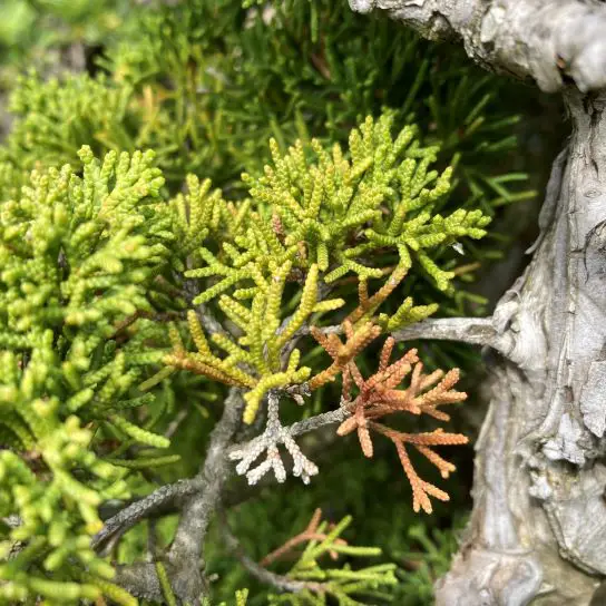 Bonsai Juniper Tree Turning Yellow at Angelita Smith blog