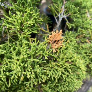 browing juniper needles