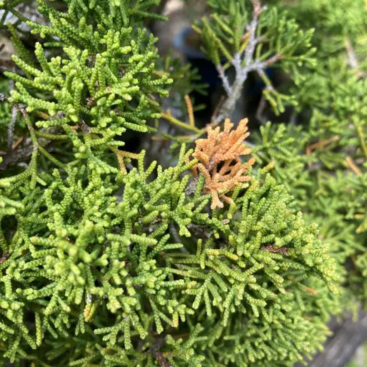Yellowing Juniper Bonsai? Why and How to Save It