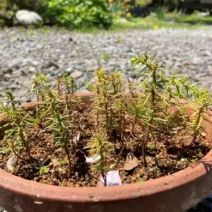 Conifers 1 year after germination