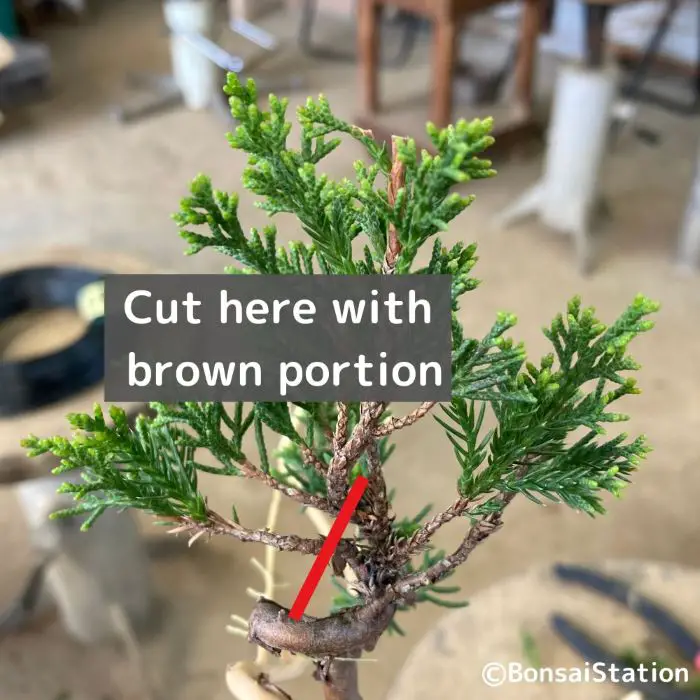 Juniper Bonsai Propagation A Complete Guide