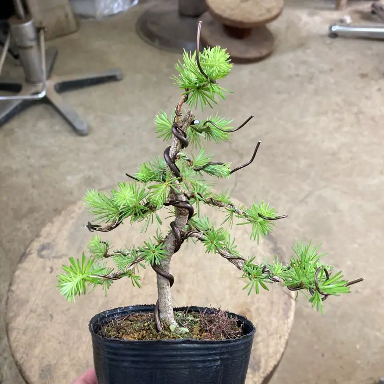 Choosing the Right Wire for Bonsai A Comprehensive Overview