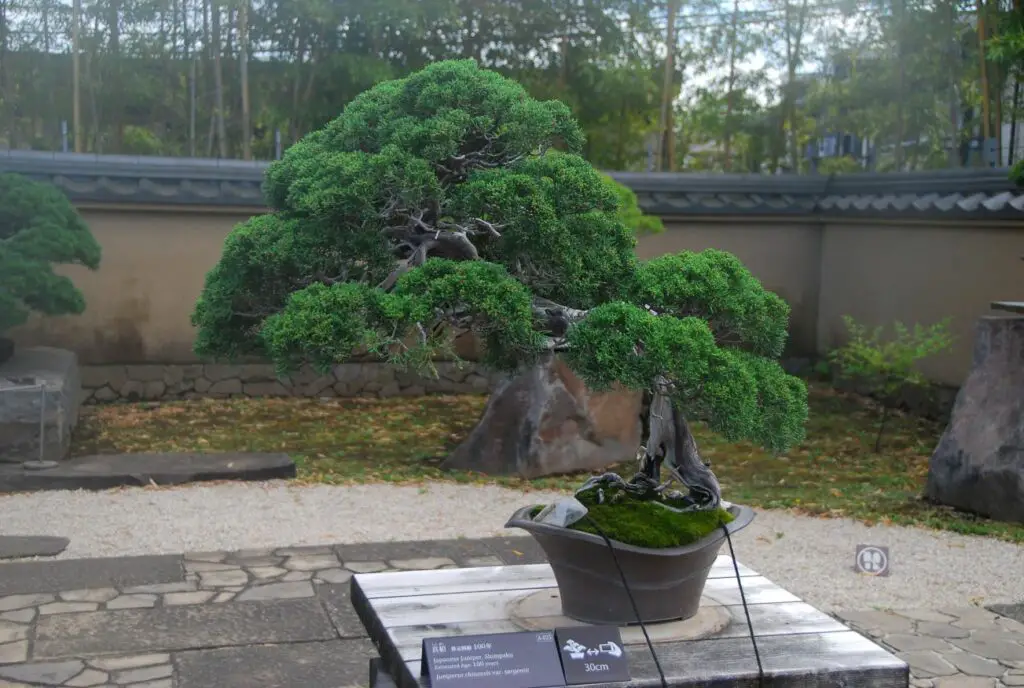 How To Repot Juniper Bonsai A StepByStep Guide