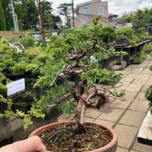 Juniper after pruning and pinching