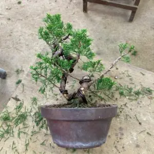 Juniper bonsai styling using aluminum wire