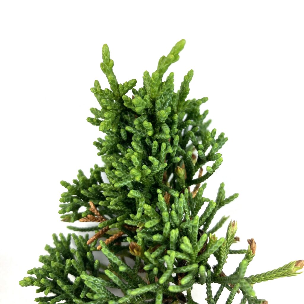 Pruning and Pinching Juniper Bonsai Mastering Bonsai Technique