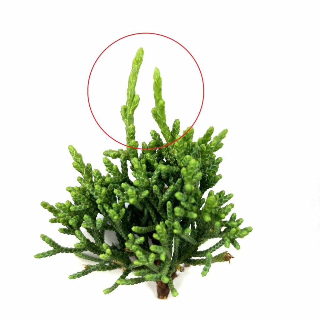 Pruning and Pinching Juniper Bonsai Mastering Bonsai Technique