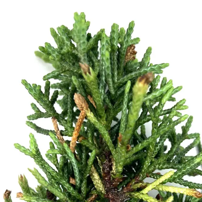 Pruning and Pinching Juniper Bonsai Mastering Bonsai Technique