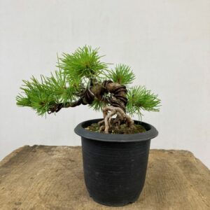 Wiring Japanese white pine