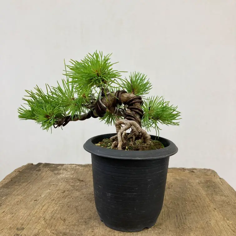 Choosing the Right Wire for Bonsai A Comprehensive Overview