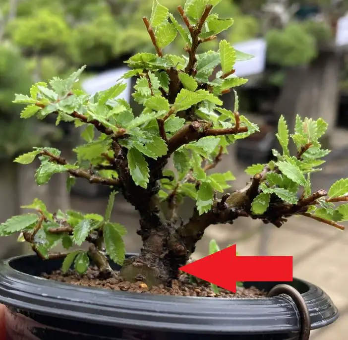 Effects of Wiring Bonsai Its Risks and Rewards
