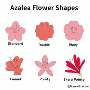 Azalea flower shapes