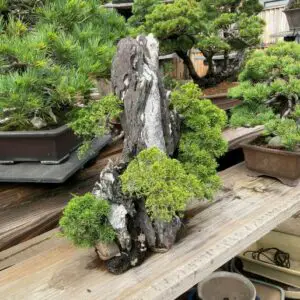 Cliff (bonsai on rock)