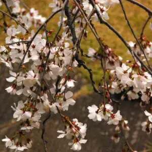 Wiring cherry blossom bonsai