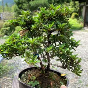 Satsuki azalea bonsai in summer