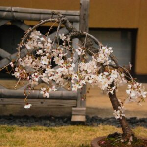 Weeping cherry bonsai