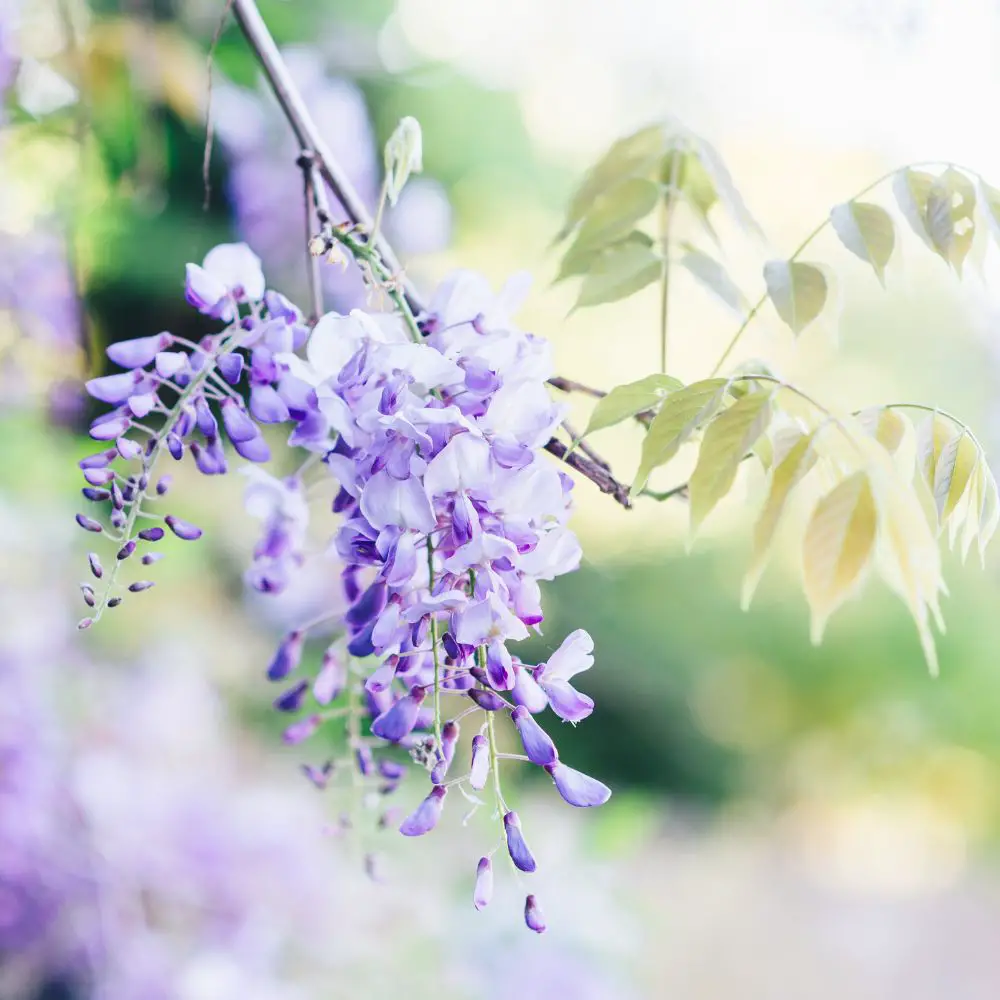 Mastering Wisteria Bonsai Care A Complete Guide