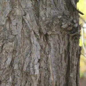 American elm bark