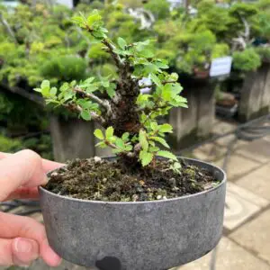 Chinese elm bonsai