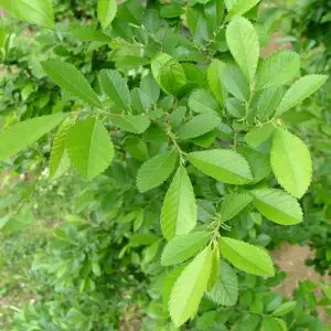 Chinese elm leaf