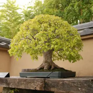 Japanese zelkova bonsai