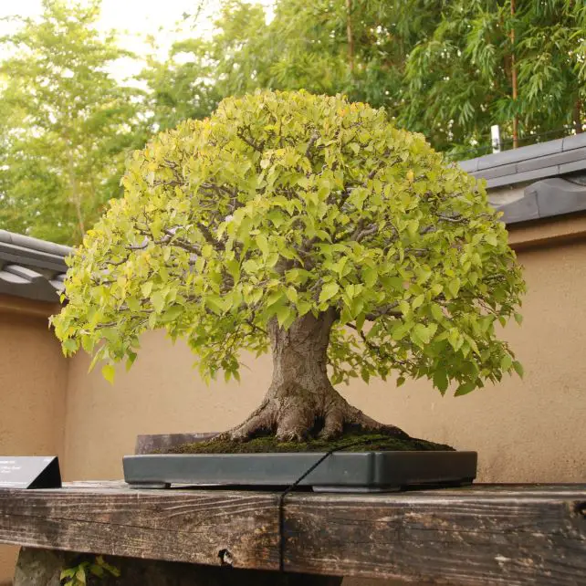 Japanese Zelkova Bonsai 101 A Complete Care Guide