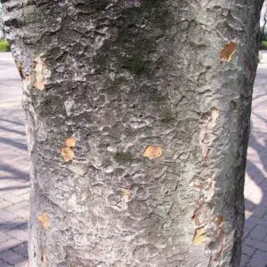 Japanese elm bark