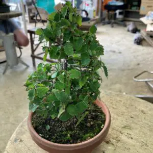 Japanese zelkova bonsai