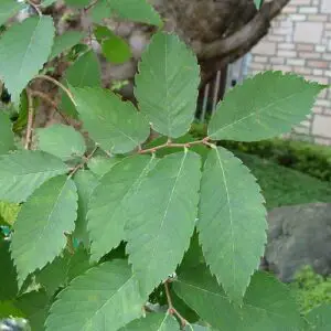 Japanese zelkova leaf
