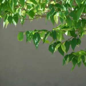 Zelkova bonsai leaves in June