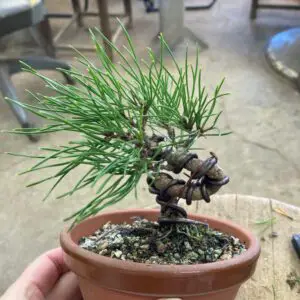 Wired pine bonsai2