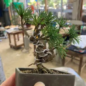 Wired pine bonsai3