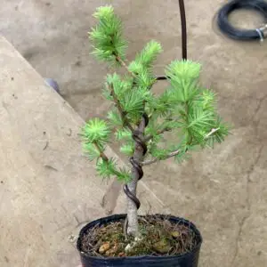 Wired pine bonsai5