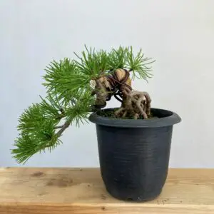 Wired pine bonsai7