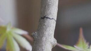 Air layer bonsai3