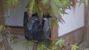 Air layer bonsai2
