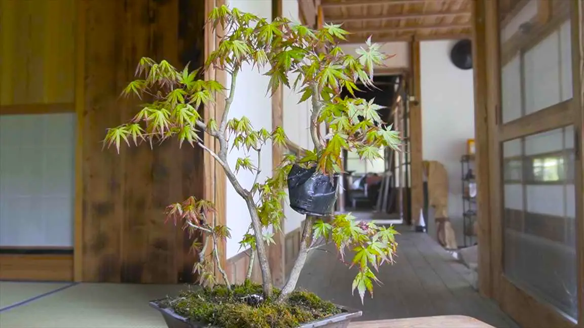 Air layer bonsai